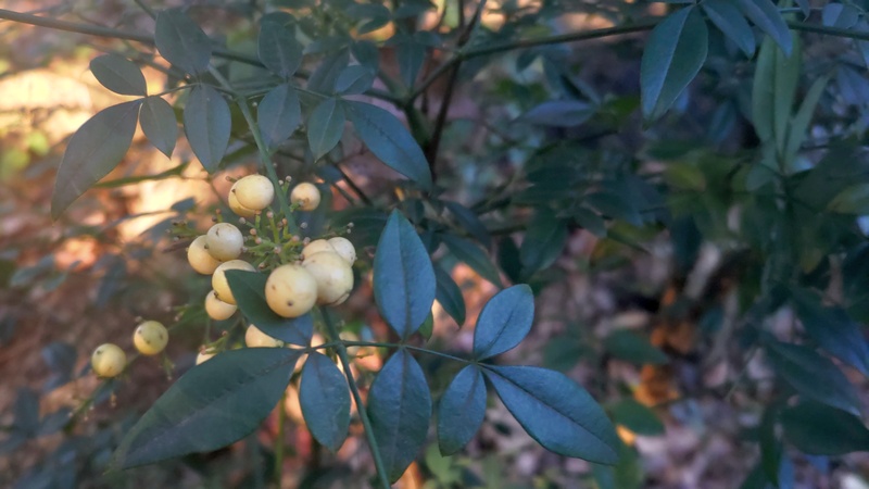 白いナンテンの果実 東京都大田区平和の森公園