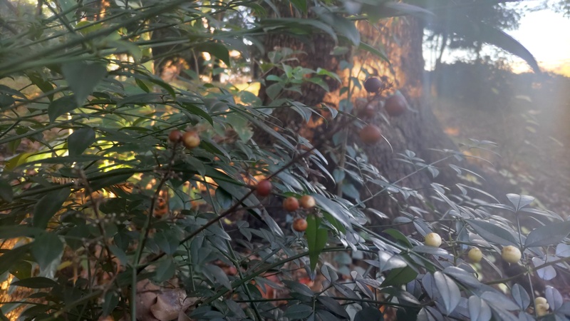 白いナンテンの果実 東京都大田区平和の森公園
