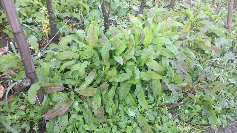 ナガバギシギシ 東京都大田区平和島公園