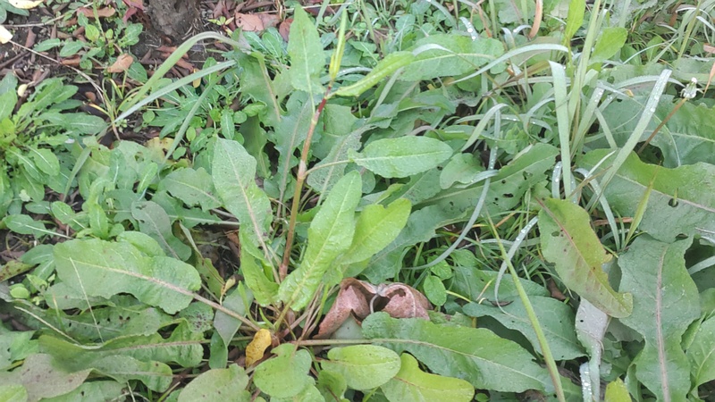 ナガバギシギシ 東京都大田区平和島公園