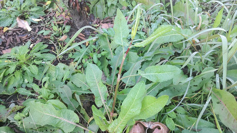 ナガバギシギシ 東京都大田区平和島公園