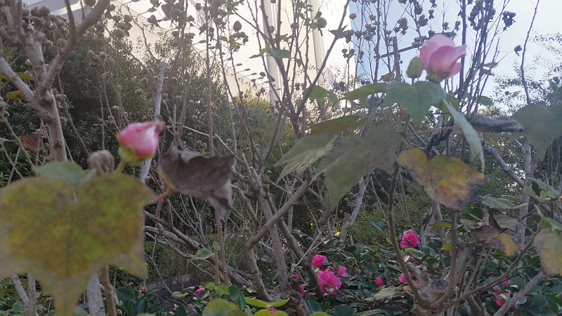サザンカとフヨウの花 東京都大田区大和大橋