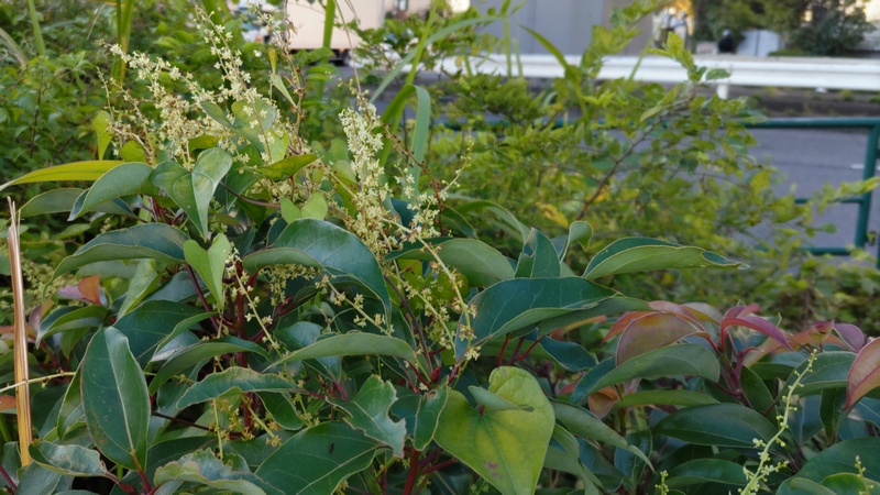 オニドコロ、クスノキ 東京都大田区大和大橋