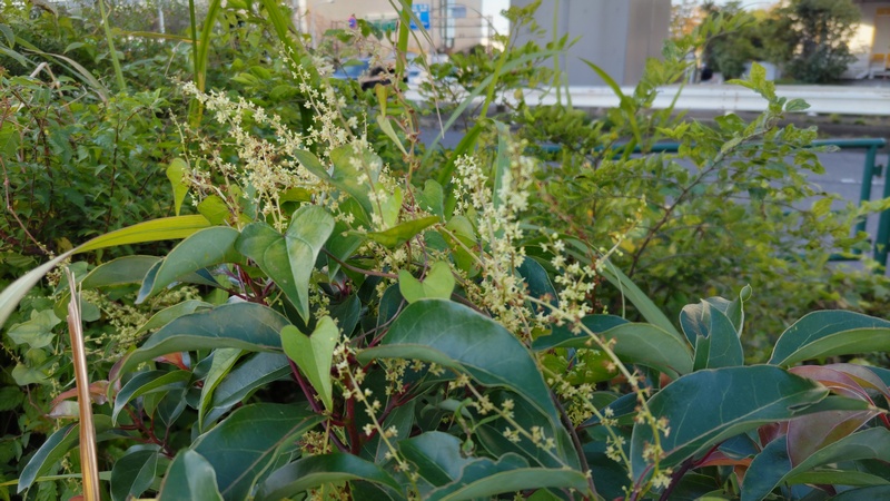 オニドコロ、クスノキ 東京都大田区大和大橋