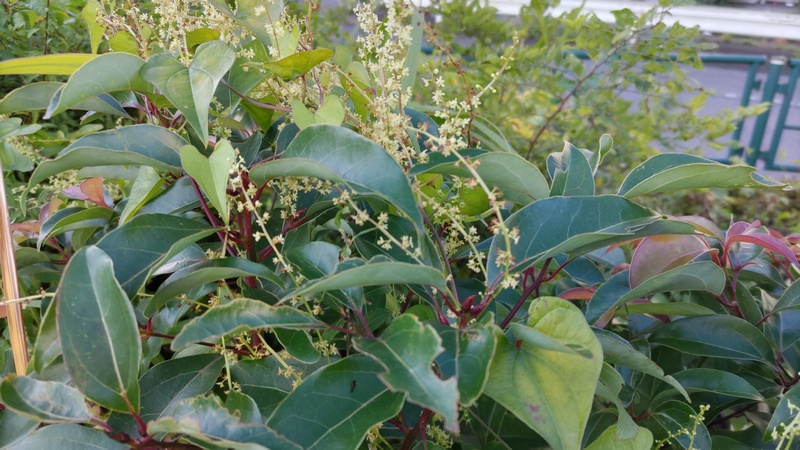 オニドコロ、クスノキ 東京都大田区大和大橋