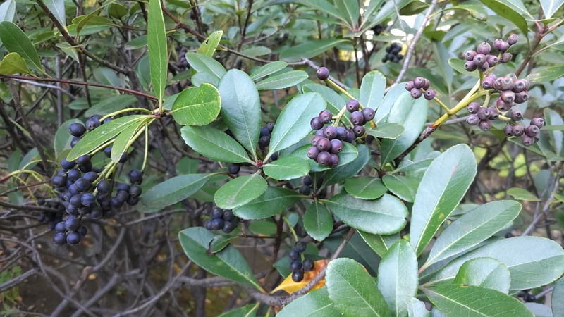 シャリンバイの果実 東京都大田区平和の森公園