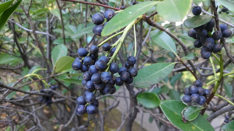 シャリンバイの果実 東京都大田区平和の森公園