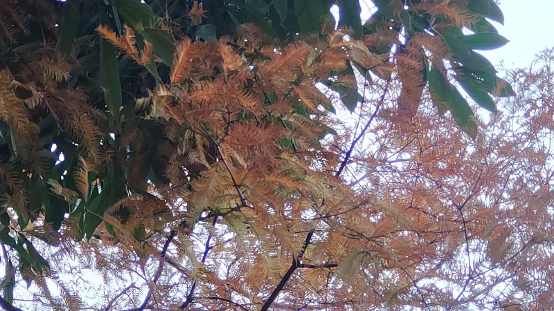 メタセコイアの紅葉 東京都大田区平和の森公園