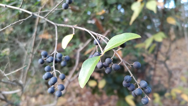 イボタノキの果実 東京都大田区平和の森公園