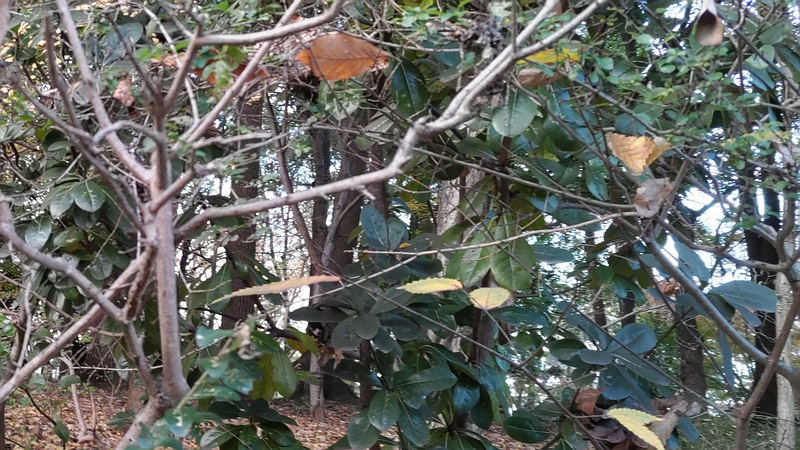 イボタノキ 東京都大田区平和の森公園