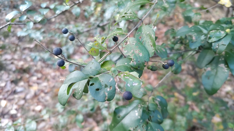 イボタノキの果実 東京都大田区平和の森公園