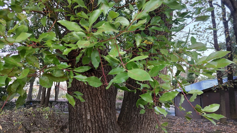 クスノキの若枝 東京都大田区平和島公園