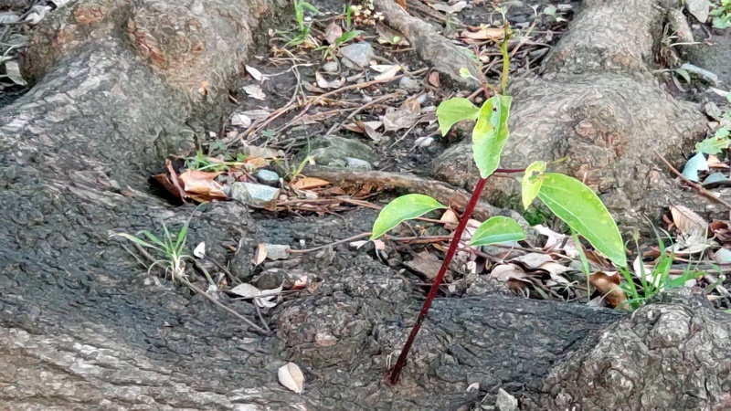 クスノキの若枝 東京都大田区平和島公園