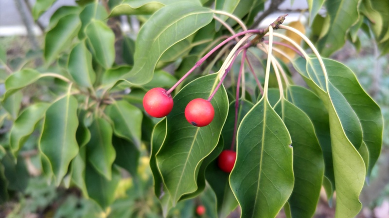ソヨゴの果実 東京都大田区平和島公園