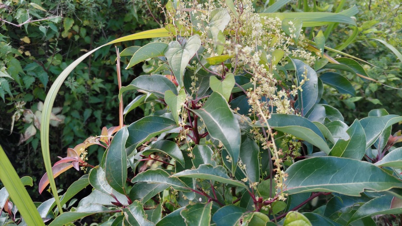クスノキの幼木とオニドコロの花 東京都大田区大和大橋
