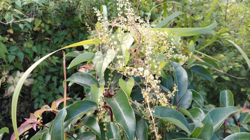 オニドコロ、クスノキ 東京都大田区大和大橋