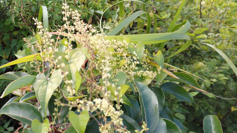 オニドコロ、クスノキ 東京都大田区大和大橋