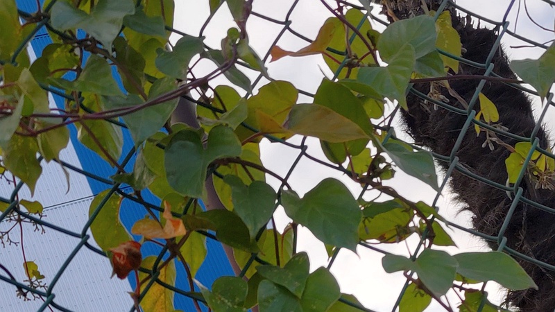 ヘクソカズラ 東京都大田区大和大橋