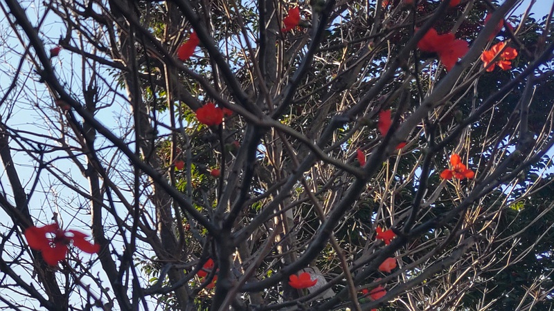 ボケの花 横浜市旭区鶴ヶ峰鎧の渡し緑道