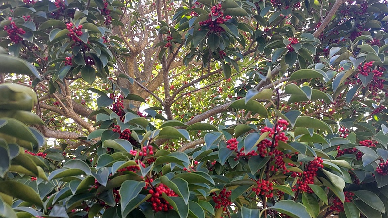 クロガネモチ 横浜市旭区鶴ヶ峰鎧の渡し緑道