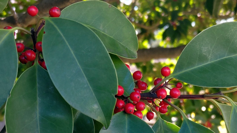 クロガネモチ 横浜市旭区鶴ヶ峰鎧の渡し緑道