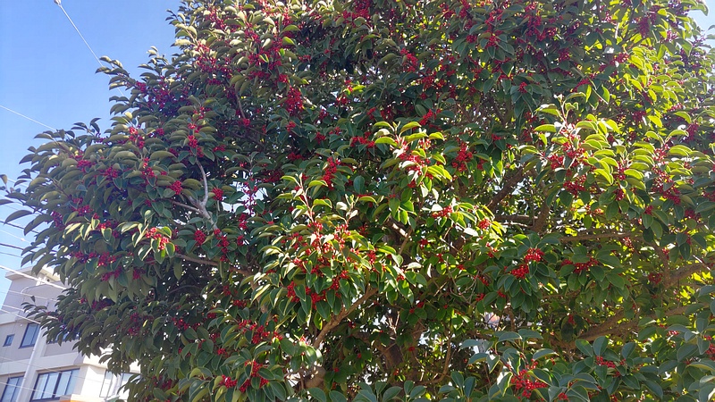 クロガネモチ 横浜市旭区鶴ヶ峰鎧の渡し緑道