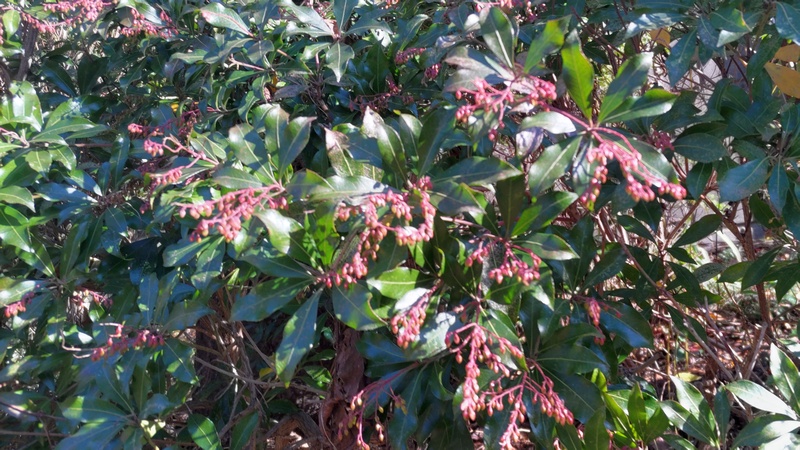 アセビの花 横浜市旭区今川町