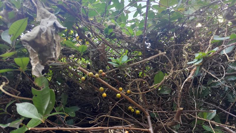 ツルウメモドキの果実 横浜市旭区今川町