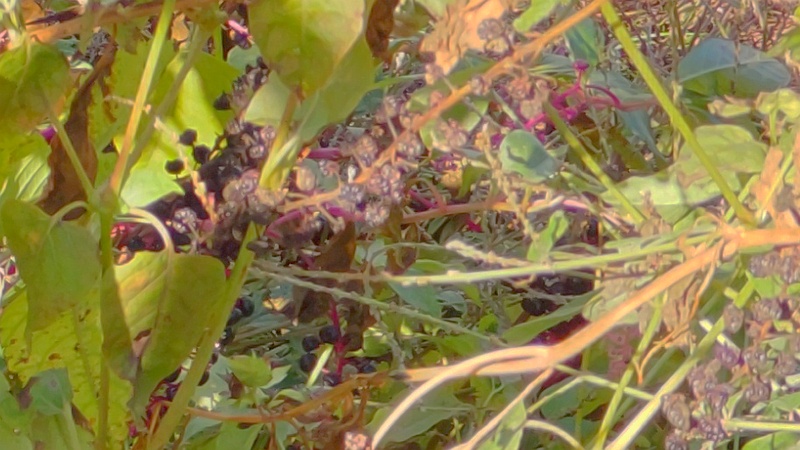 シャクチリソバの果実とヨウシュヤマゴボウの果実 横浜市旭区今川町