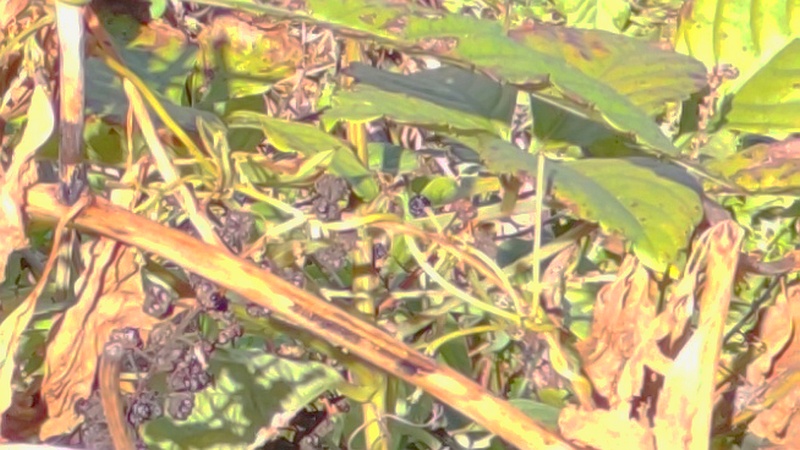 シャクチリソバの果実 横浜市旭区今川町