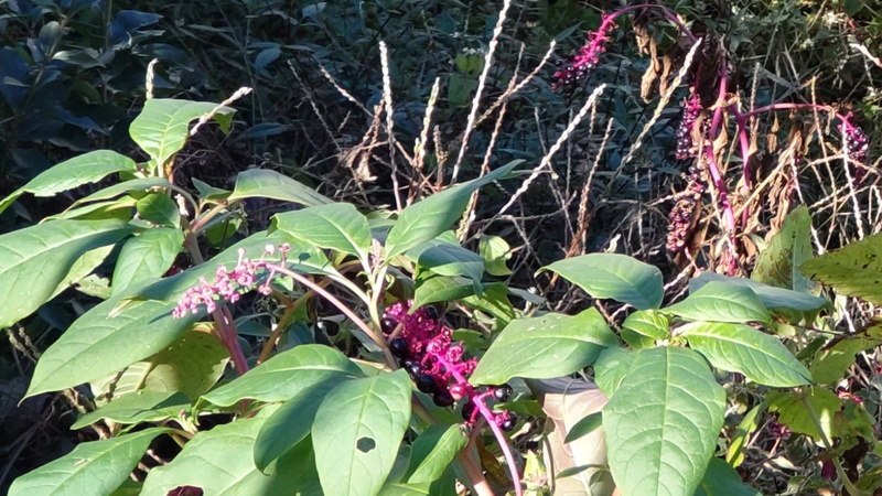 ヨウシュヤマゴボウ 横浜市旭区今川町
