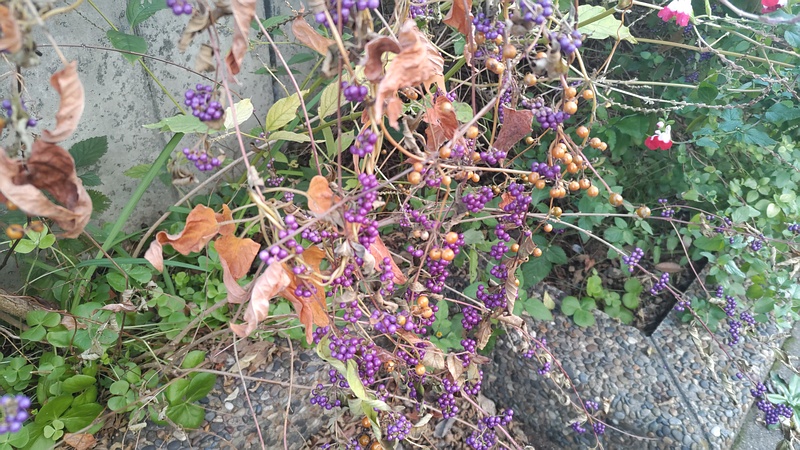 コムラサキとヘクソカズラの果実 横浜市旭区鶴ヶ峰鶴ヶ峰本町公園