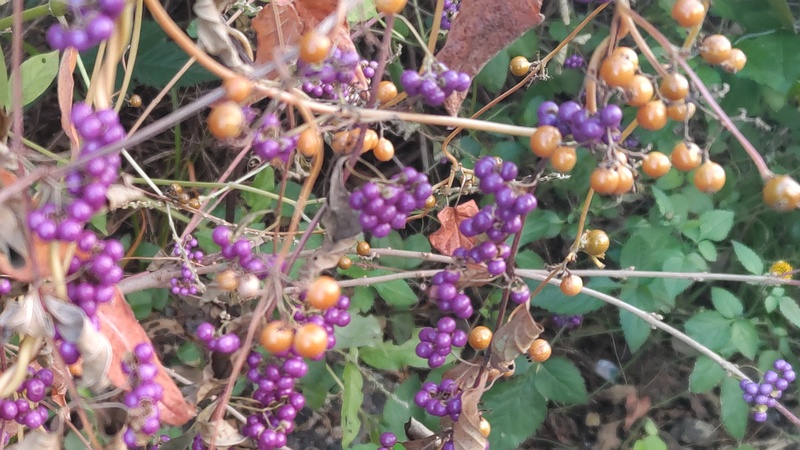 コムラサキとヘクソカズラの果実 横浜市旭区鶴ヶ峰鶴ヶ峰本町公園