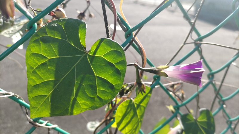 マルバアメリカアサガオの花 横浜市旭区鶴ヶ峰鶴ヶ峰本町公園
