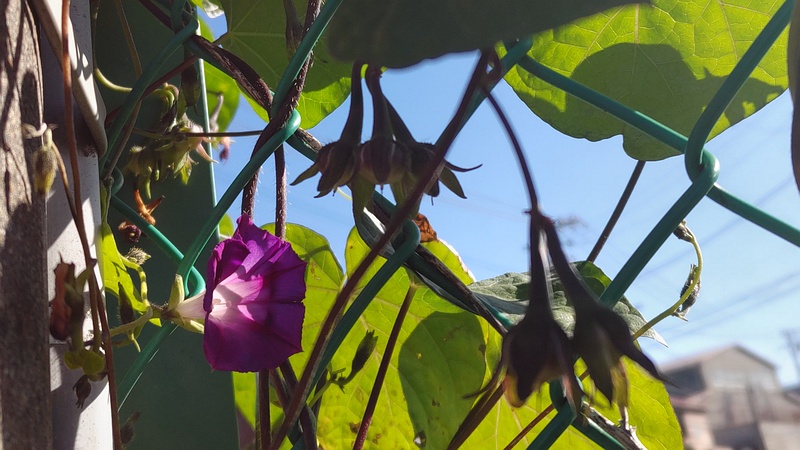 マルバアメリカアサガオの花と果実 横浜市旭区鶴ヶ峰鶴ヶ峰本町公園