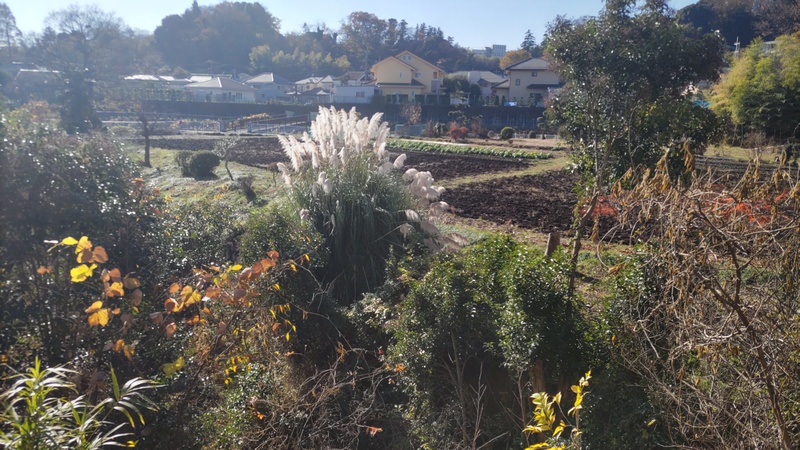 シロガネヨシ 横浜市旭区鶴ヶ峰本町