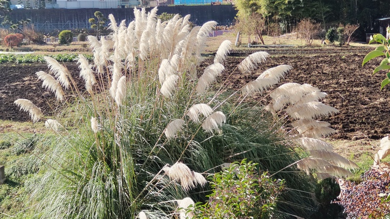 シロガネヨシ 横浜市旭区鶴ヶ峰本町