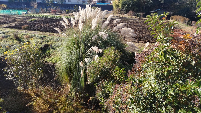 シロガネヨシ 横浜市旭区鶴ヶ峰本町