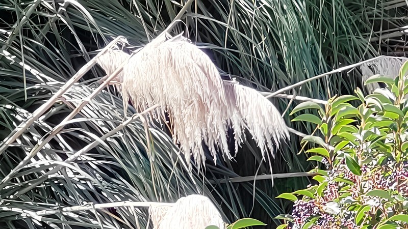 シロガネヨシ 横浜市旭区鶴ヶ峰本町