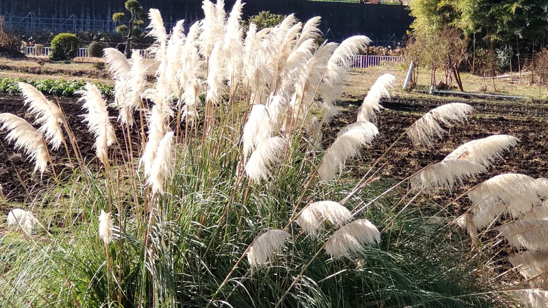 シロガネヨシ 横浜市旭区鶴ヶ峰本町