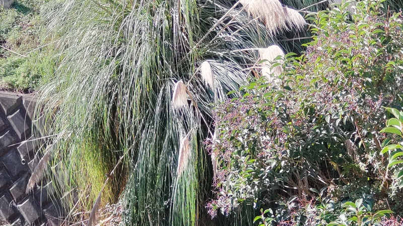 シロガネヨシ 横浜市旭区鶴ヶ峰本町