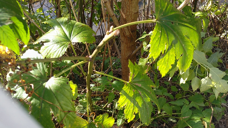 カジイチゴ 横浜市旭区今宿東町