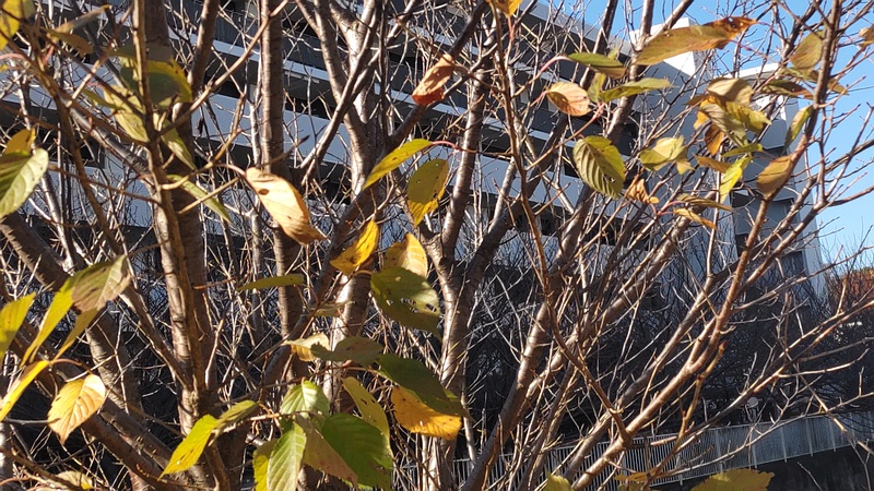 ミズキ？ 横浜市旭区今宿東町