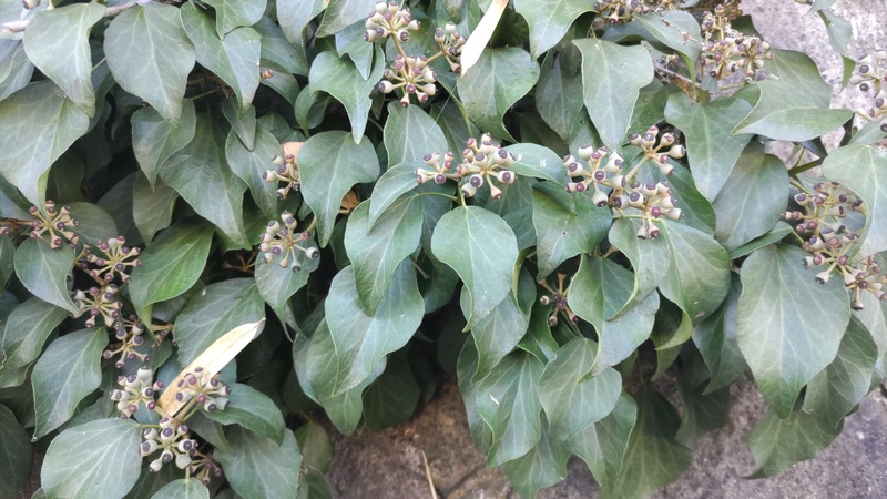 キヅタ 横浜市旭区今宿南町