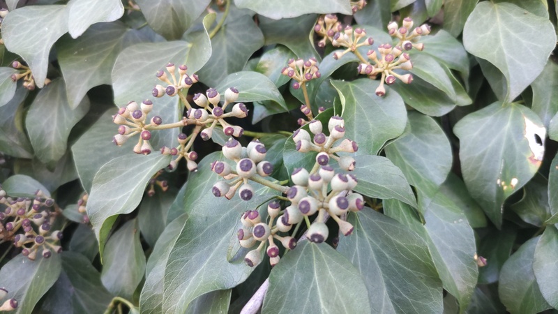 キヅタ 横浜市旭区今宿南町