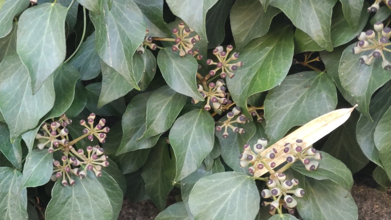 キヅタ 横浜市旭区今宿南町