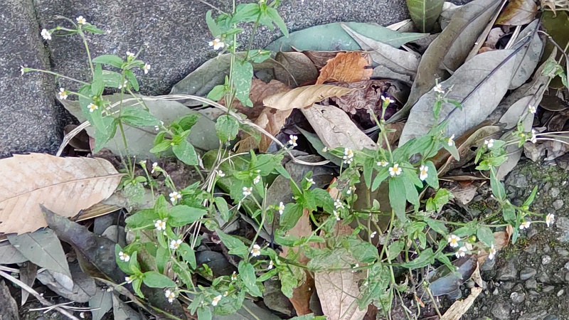 ハキダメギク 横浜市旭区今宿南町