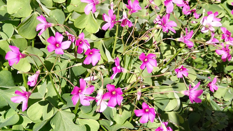 イモカタバミ 横浜市旭区今宿南町