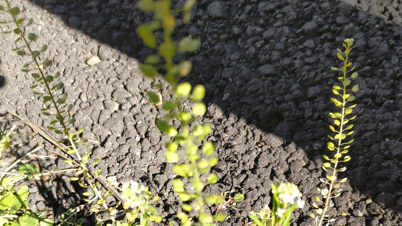 マメグンバイナズナ 横浜市旭区今宿南町