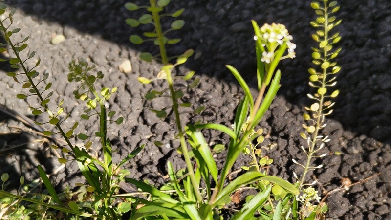 マメグンバイナズナ 横浜市旭区今宿南町